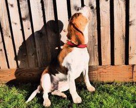 healthy Beagle dog 20 months old