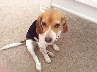 female-beagle-