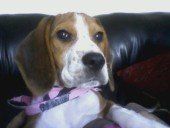 female Beagle