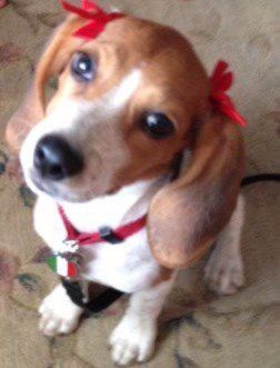 female Beagle with red bows