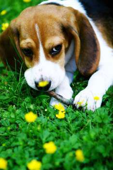 female Beagle in flower bed