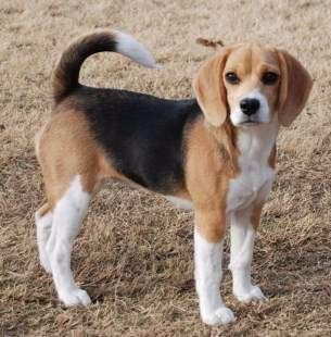 1 year sale old beagle