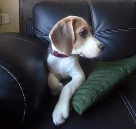 4 month old Beagle puppy side view