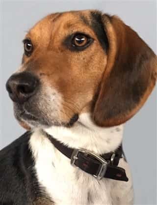 handsome Beagle side portrait