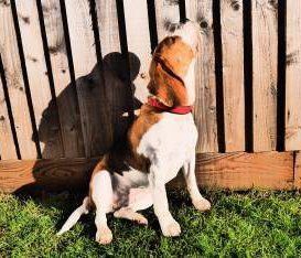 healthy Beagle dog 20 months old