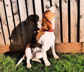 are beagles healthy