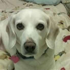 Lemon Beagle, female adult