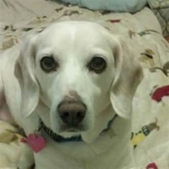 Lemon Beagle, female adult