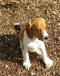 lemon Beagle outside