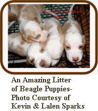 litter of Beagle pups