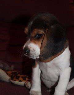little Beagle puppy 8 weeks old