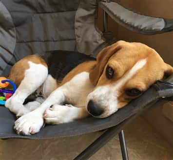 male Beagle, 11 months old, in chair