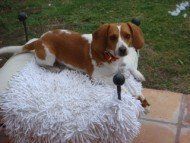 Beagle sitting on chair