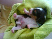 newborn Beagle puppy