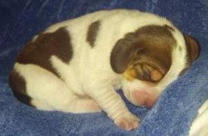 newborn Beagle puppy with eyes closed