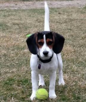 Beagle with tennis ball - 4 months old