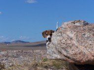 Beagle peeking out behind big rock