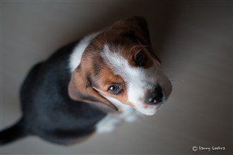 Beagle professional photo