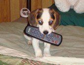 Beagle pup with remote in mouth
