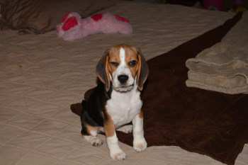 4 month old Beagle puppy