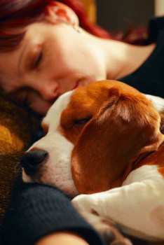 Beagle sleeping with owner