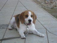 18 month old Beagle