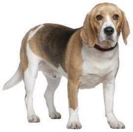 senior Beagle dog