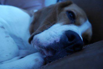 Beagle getting ready to sleep