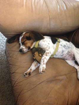 sleeping Beagle