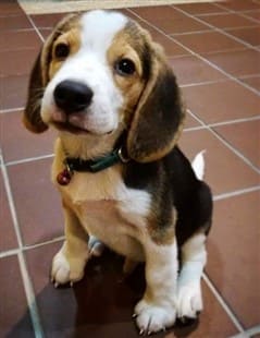 small Beagle puppy