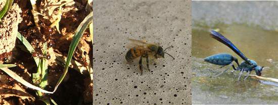 Beagle Stung by Bee, Wasp, Hornet or Other Insect