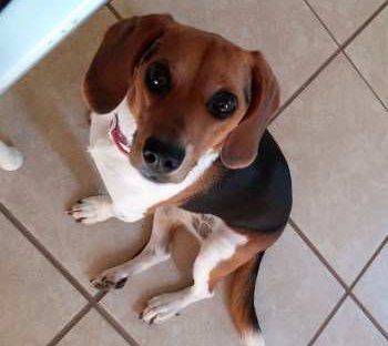 super cute Beagle