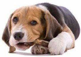 how hard can a beagle bite?