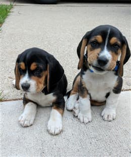 two Beagle puppies