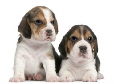 two Beagle pups