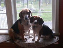two Beagles sitting at window