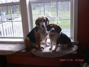 two Beagles