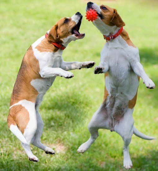 two Beagles playing