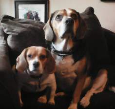 two cute Beagles male and female