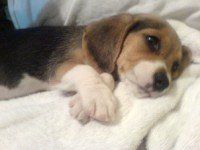 little Beagle puppy