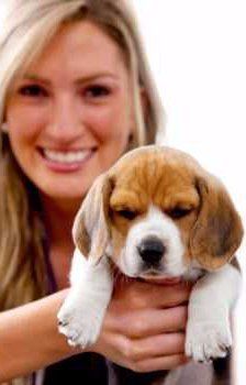 woman holding Beagle puppy