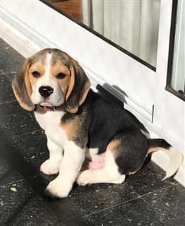 Young Beagle sitting at doorstep