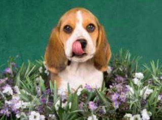 Top 12 Best Beagle Breeders In California (CA) State [2022] - WowPooch
