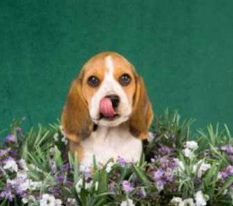 female Beagle