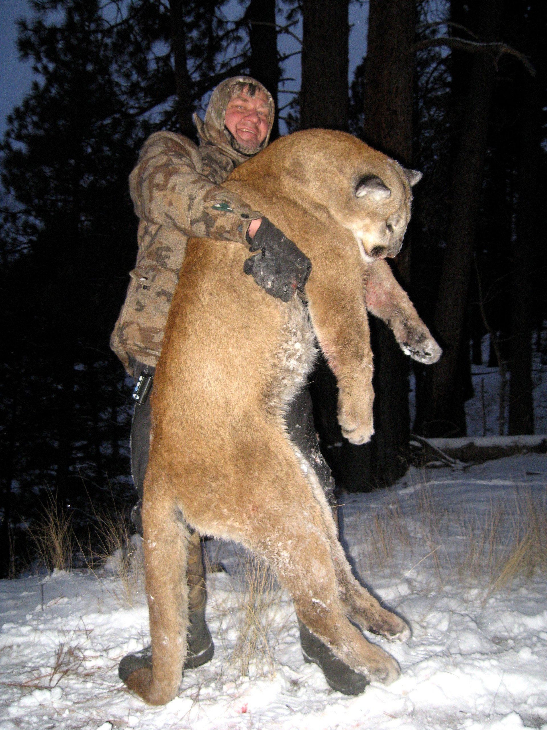 Idaho Mountain Lion Hunting, Idaho Mountain Lion Hunt, Elk Springs Outfitters Hunting Guide Service