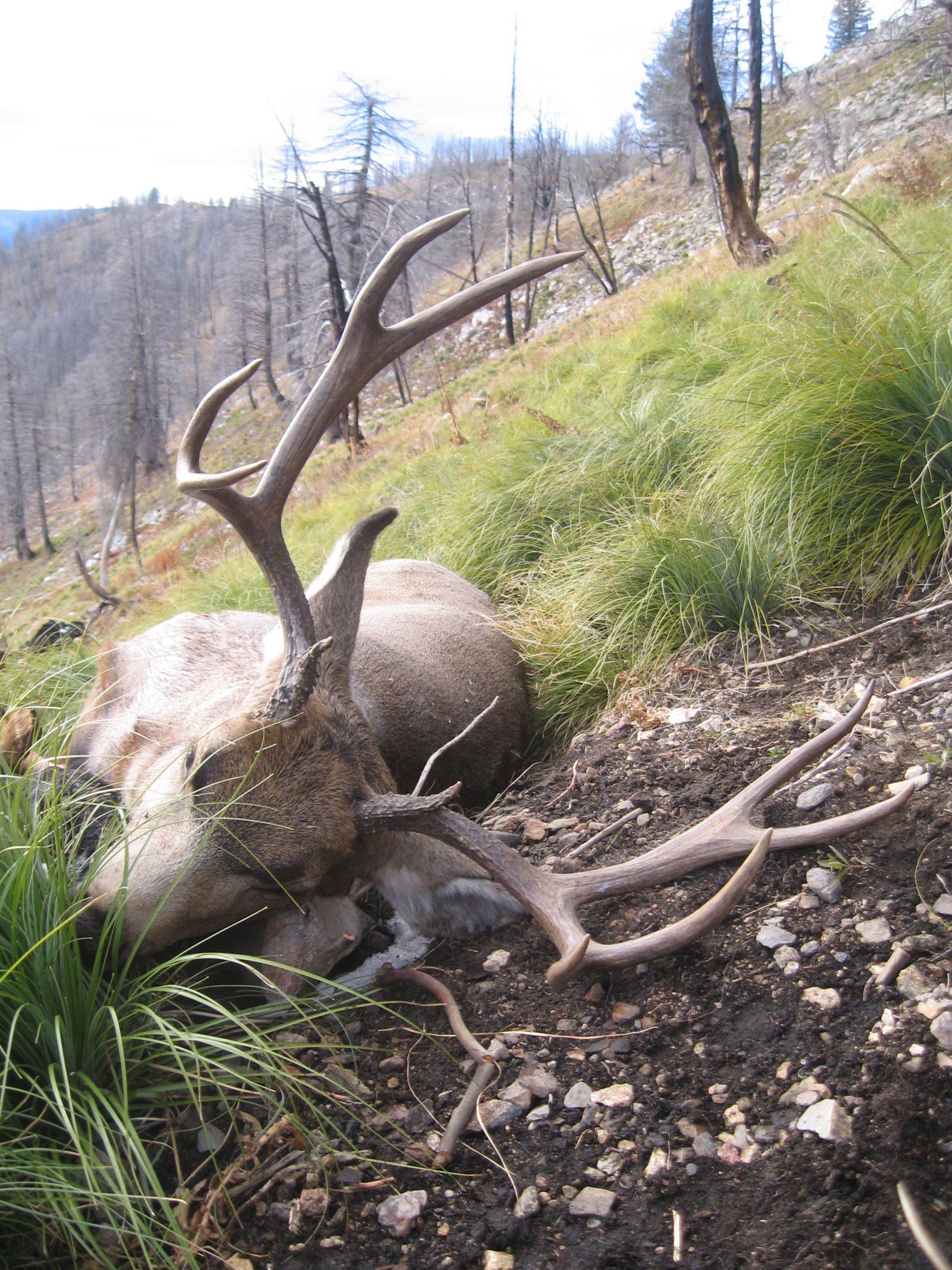 Idaho Mule deer hunting , Idaho Mule deer hunt, Idaho Elk Hunting, Idaho Elk Hunt, Elk Springs Outfitters Guide Service
