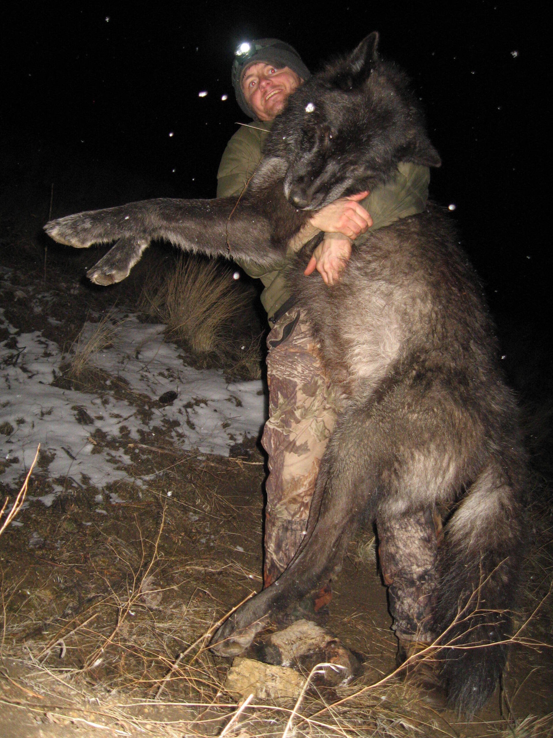 Idaho Wolf Hunting, Idaho Wolf Hunt, Elk Springs Outfitters guide service