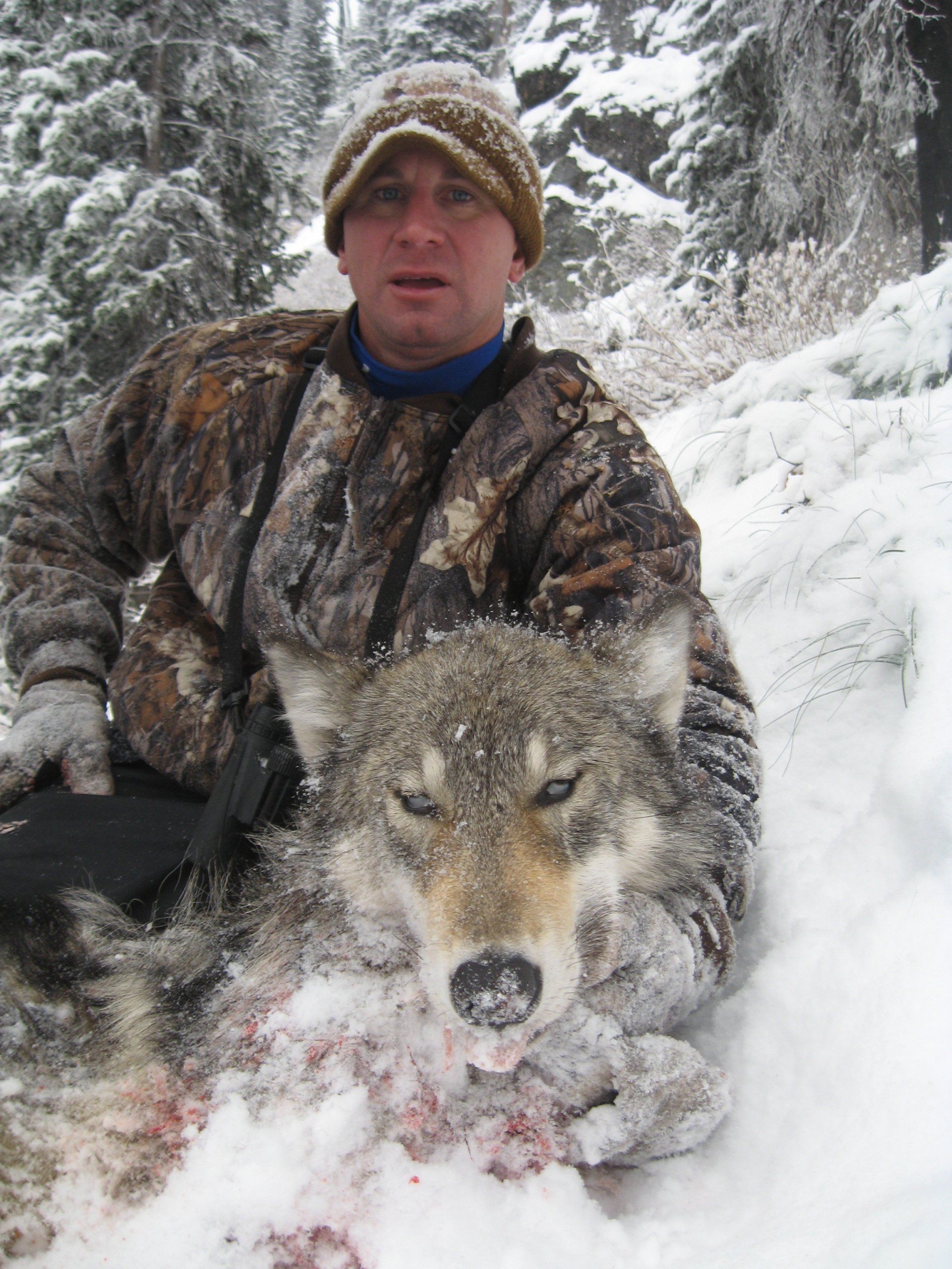 Idaho Wolf Hunting, Idaho Wolf Hunt, Elk Springs Outfitters guide service
