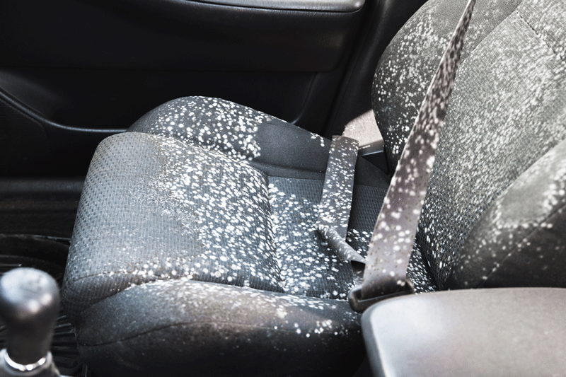 Mold Car — Bloomington, MN — Concours Detailing