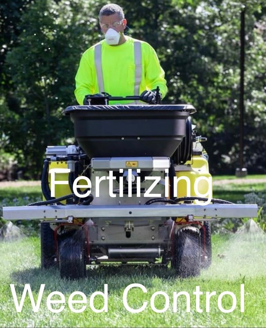 A man wearing a mask is fertilizing a lawn with a spreader.